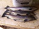 peche08.JPG