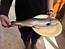 peche09.JPG