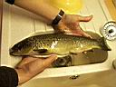 peche11.JPG