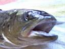 peche14.JPG