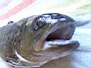 peche15.JPG