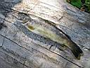 peche17.jpg